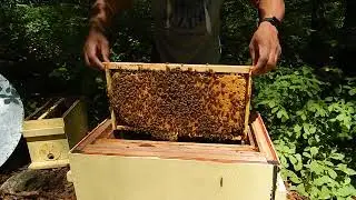 Minnesota hygienic bees