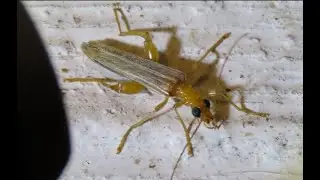 Oedemera natolica   Motion   by Theo