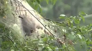 Webs in Trees