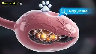 Dog Mating & Fertilization Explained 🐕🧬 | 3D Educational Biology Animation