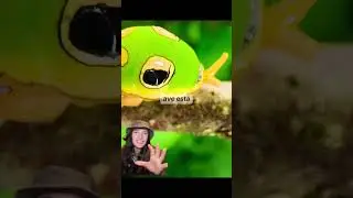 Este animal inspir&oacute; a un Pokem&oacute;n  #animales #serpiente #oruga #mimetismo #biologia #datoscuriosos