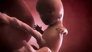 Your baby at 11 weeks | Week-by-week pregnancy | MadeForMums