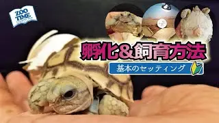 ★【ケヅメリクガメ孵化】＆【飼育環境を飼育技師が解説】幼体をお迎えした場合のはじめの基本セッティングはこれでOK  @ZOOTIMEch
