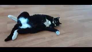 KEEP YOUR PAWS ON THE GROUND