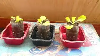 Creative Ideas From Plastic Bottles! strangest