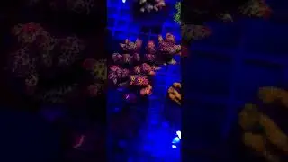 Acropora Rainbow matecznik WYSIWYG #39