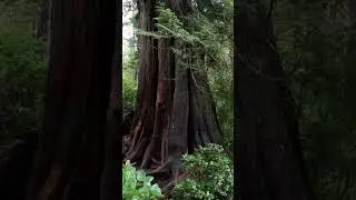 Walking the Rainforest Trail in Pacific Rim National Reserve Park!!