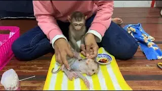 Baby Monkey Gentle Care Routine 🐒💖 | Heart-Touching Rescue & Treatment