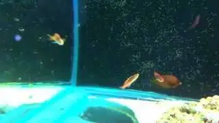 Ribaulichthys Stigmaticus - Sailfin or Spotfin Anthias