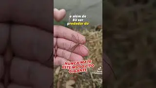 Nunca mate ESTE MOSQUITO GIGANTE. #tipula #mosquito #mosquitogigante