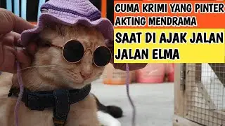 CUMA KUCING KRIMI YANG PINTER BANGET MENDRAMA  @miumeow