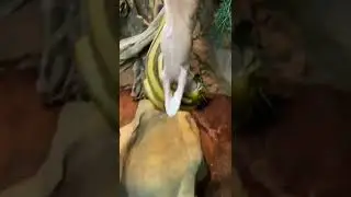 Feeding Sunfire my Reticulated Python!! #reticulatedpython #snakefeed #snakeeating #python #wildanim