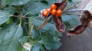 Stinking iris - Iris foetidissima -  Perlu&iacute;ris - &THORN;efliljur - Villijurtir - Rau&eth; ber - Fr&aelig;