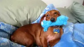 Henry & Bobo take a nap!