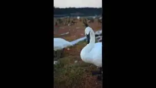 Swans at Esquimalt Lagoon, Victoria BC, Canada
