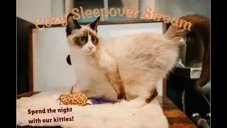 Cozy Sleepover Stream with the cats