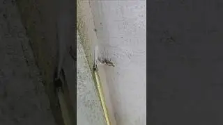Spider Ejects To Safety