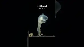 Predatory tunicates use suction to eat their prey!!!