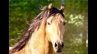 Privatgest&uuml;t M&ouml;ningerberg - Andalusier Hengst Tamino: Gold-Falbe vom M&ouml;ningerberg