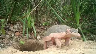 6 month old baby giant armadillo