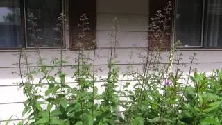 Bumble bees on figwort