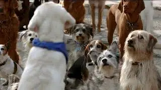 K9 Advantix II (2) Commercial (2013)