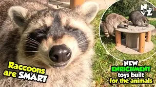 We built all NEW enrichment devices! Raccoons were the smartest!