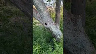 The PERFECT Hiding Spot!! #shorts #tree #trees #nature