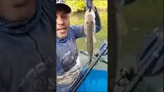 O MAIOR ROBALO  DO MANGUE #robalos #flexarobalo #robaloflecha