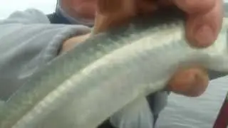Pesca de Escardones y Cornos el la Arenera del Faro de Mar del Plata 23 de Junio de 2014