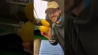 You won&rsquo;t believe all the weird shaped potatoes I found