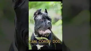 CAN  CORSO DOG  OF  ITALLY@ DR SKSINGH  CHANNEL JAI SHREE RAM