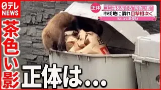 【アナグマ】鹿児島の市街地  目撃相次ぐ