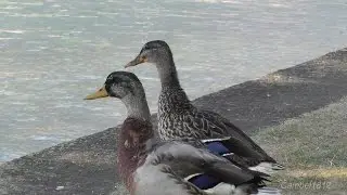 ripresi al volo