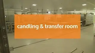 Innovatec Candling & Transfer Optibrut