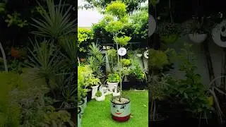 Waste drum reuse idea #shortvideo #garden #waste