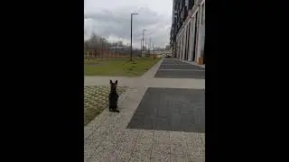 Russian toy terrier meets vagabond dog #shorts