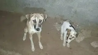 Feeding the hungry brings peace to the heart#foryou#dog#shorts#shortvideo#usa#aamirpainters1122 