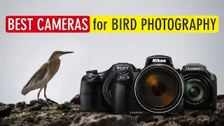 Top 5 Best Bridge Cameras for Bird Photography (Best Birding & Wildlife Cameras) | Sonika Agarwal