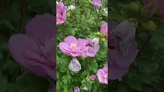 Hibiscus syriacus, mugunghwa, Korean rose, national flower of South Korea