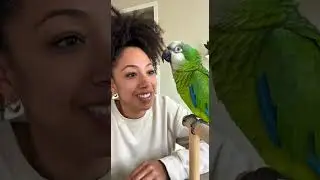 &ldquo;YOU FORGOT MY NUTS!&rdquo;&ldquo;I&rsquo;m   hungry 😳🦜&rdquo;#parrot #funnyparrot #parrotsofyoutube#parrotvideo#parrotmemes