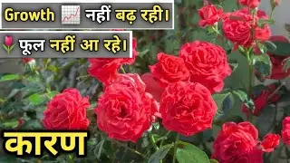 Rose plant growing tips in winter. Rose plant growing tips. #floweringplant #flowers 