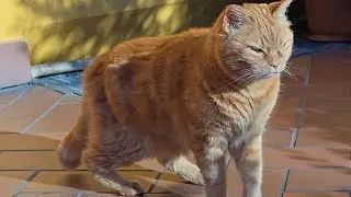 Bahrain love cat.#arunkarmoker777 #humour #cat #cute #funny #shorts #kitten #happy #ok #usa #sad 