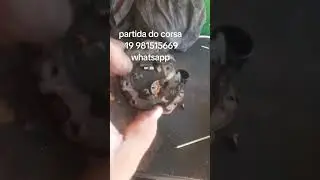 motor de partida do corsa