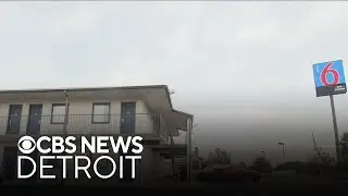 53 cats found living in Michigan motel room