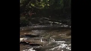 Nature Sound*Birds Singing*Small Creek/Focus/Study/Sleep/relaxation/Healing Anxiety+Depresion
