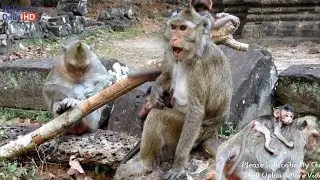 Amari and Lori, Sasha and Jessie, Dolly and Sweetie, Amari Monkey Group