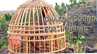 Shikari Chakor Ki Awaz | Partridge Sound For Hunting