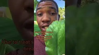 One Thing You Should Know Abou Leaf of Life #health #herbs #asthma #natural #shorts #detox #lungs