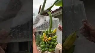 JEBAKAN BURUNG PAKE CERMIN